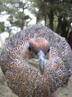 Djibouti Francolin