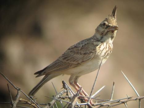 Crested Lark