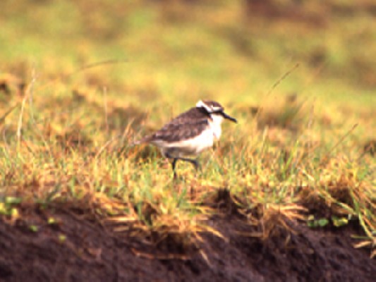 St Helena Plover (Wirebird)