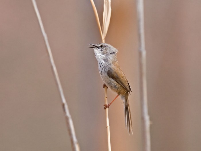 Namaqua Warbler singing