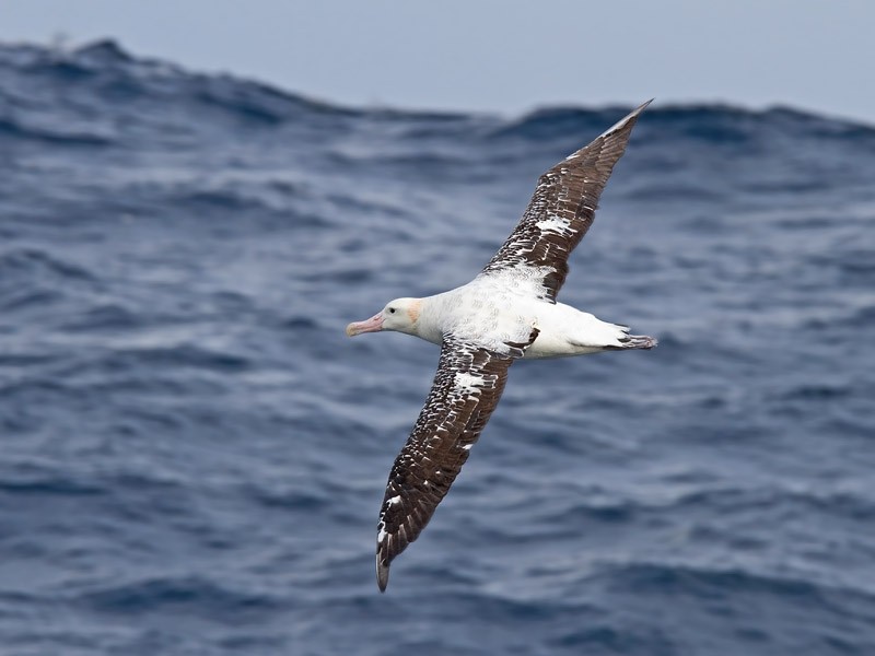 Wandering Albatross off Cape Point