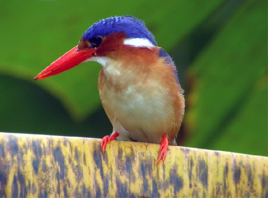 Príncipe Kingfisher