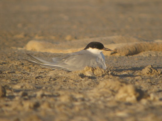 Damara Tern on nest