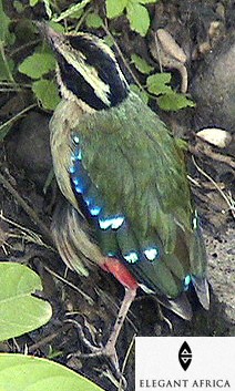 African Pitta on 1st Day of sighting - 19 May 06