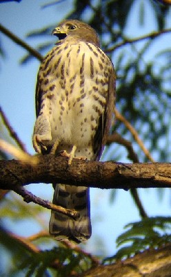 Little Sparrowhawk Juvenile near Nest