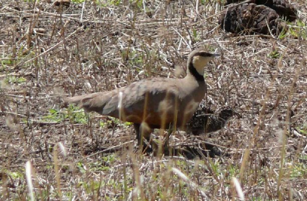Yellow-throated Sandgrouse - male with chick