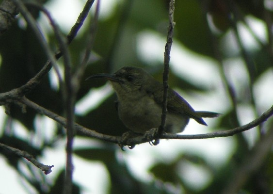 Western Olive Sunbird