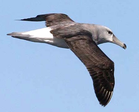 Shy Albatross Flying