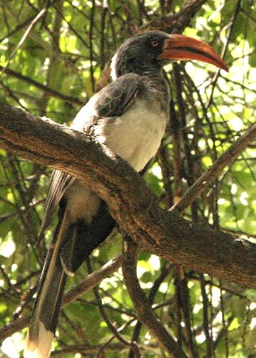 Bradfield's Hornbill