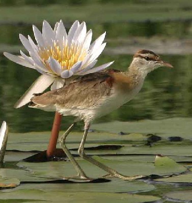 Lesser Jacana