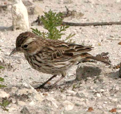 Karoo Lark
