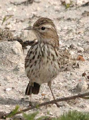 Karoo Lark