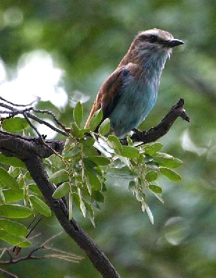 Racket-tailed Roller