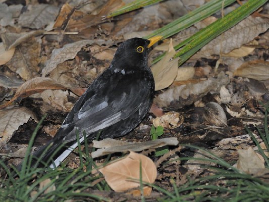 Eurasian Blackbird leucistic, ssp cabrerae