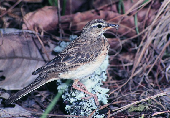 Woodland Pipit leaving nest