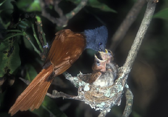 Paradise Flycatcher at nest