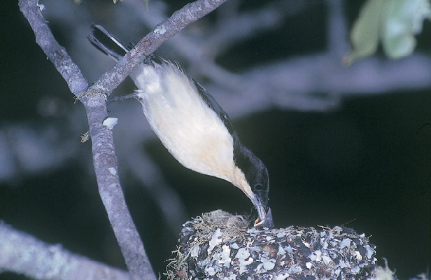 Male Southern Hyliota feeding chicks