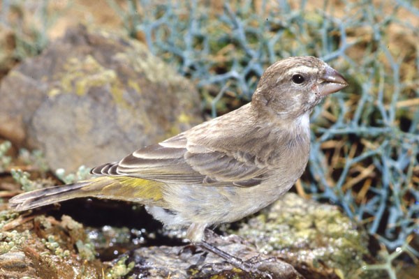 White-throated Canary