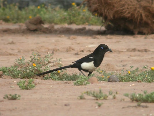 North African Magpie Pica pica mauritanica, 19 Mar 2004