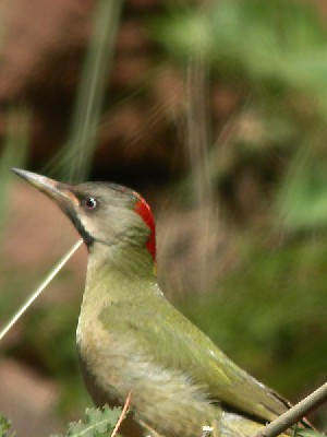Levaillant's Woodpecker Picus vaillantii, 18 Mar 2004