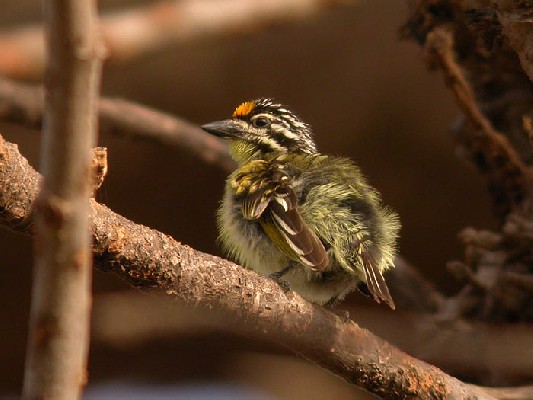 Yellow-fronted Tinkerbird Pogoniulus c. chrysoconus, 17 Feb 2004