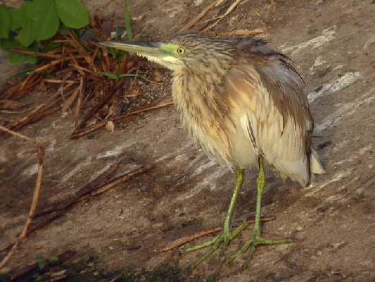 Squacco Heron Ardeola ralloides, 20 Feb 2004
