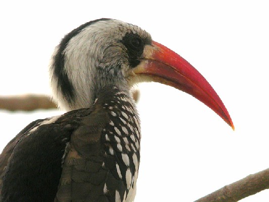 Western Red-billed Hornbill Tockus (erythrorhynchus) kempi, 14 Feb 2004