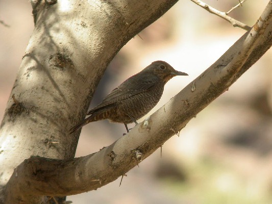 Blue Rock Thrush Monticola s. solitarius, 15 Mar 2004