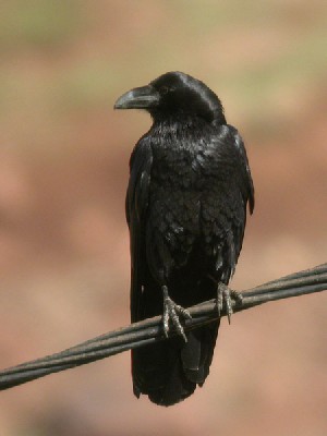 Common Raven Corvus corax tingitanus, 17 Mar 2004