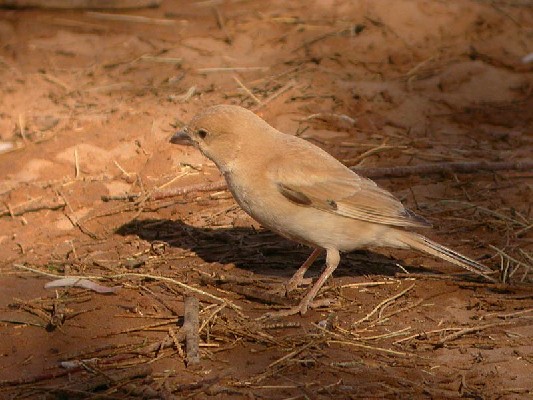 Desert Sparrow Passer simplex saharae, 10 Mar 2004