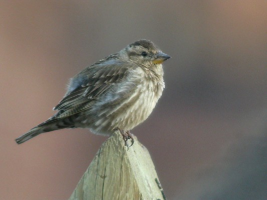 Rock Sparrow Petronia p. petronia/barbara, 18 Mar 2004