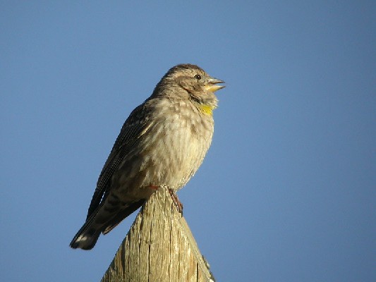 Singing Rock Sparrow Petronia p. petronia/barbara, 18 Mar 2004