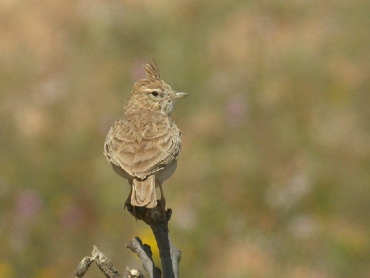 Crested Lark Galerida cristata arenicola, 25 Feb 2006