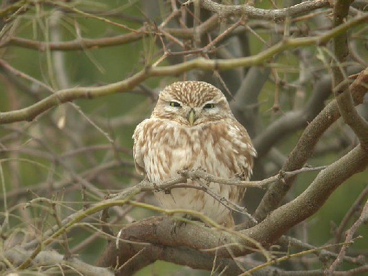Little Owl Athene noctua saharae, 22 Feb 2006