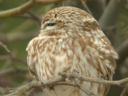 Little Owl Athene noctua saharae, 22 Feb 2006