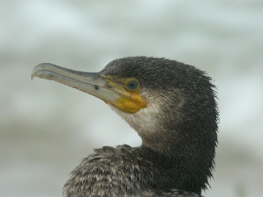 Great Cormorant Phalacrocorax carbo sinensis, 22 Feb 2006