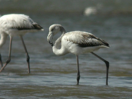 Greater Flamingo Phoenicopterus roseus 24 Feb 2006