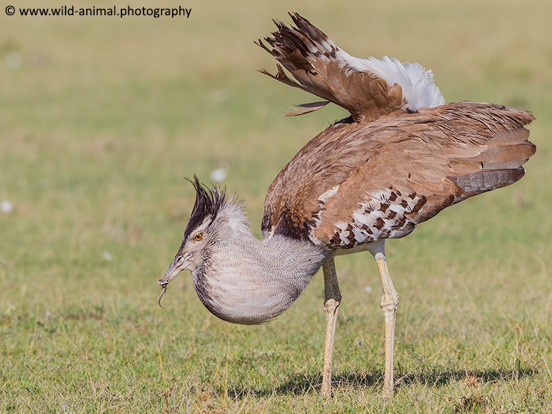 Kori Bustard with Lizard