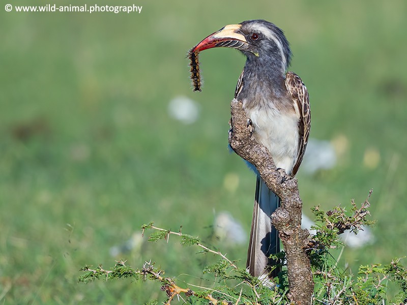 African Grey Hornbill & Caterpillar