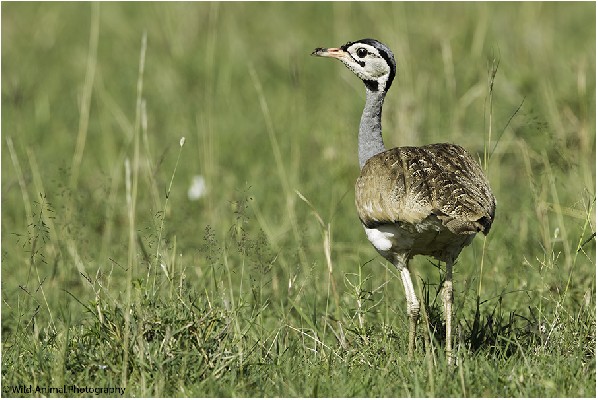 White-bellied Bustard - Comical, insect on beak