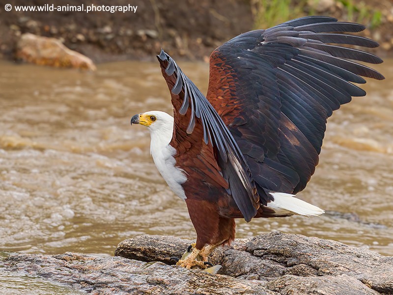 African Fish Eagle with Fish