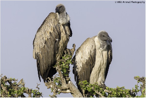 White-backed Vultures Pair
