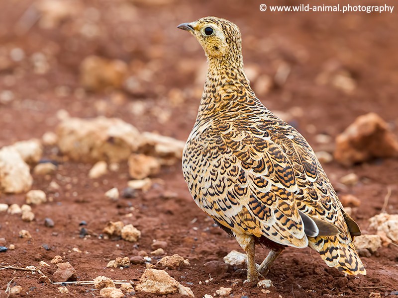 Black-faced Sandgrouse