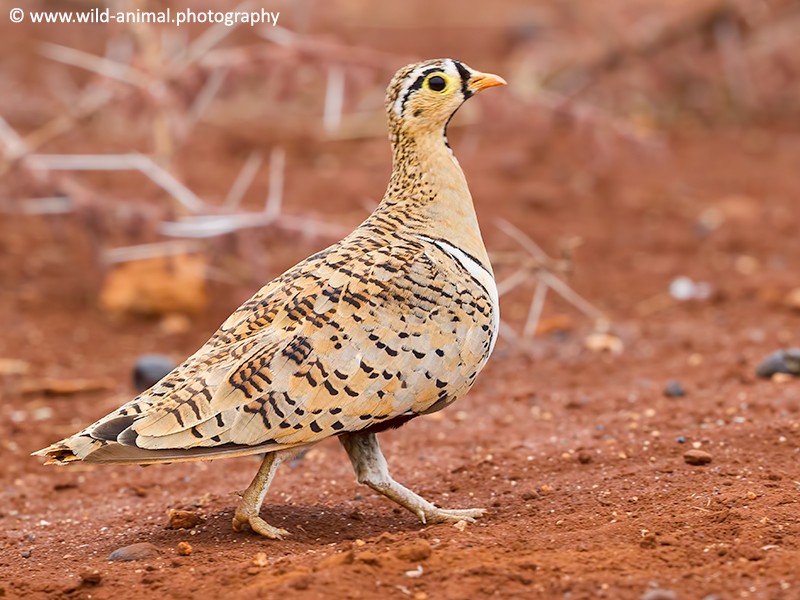 Black-faced Sandgrouse