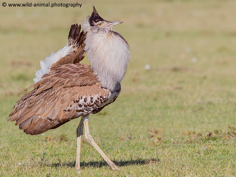 Kori Bustard - Breeding Plumage