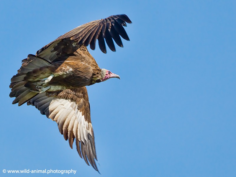 Hooded Vulture - Flying