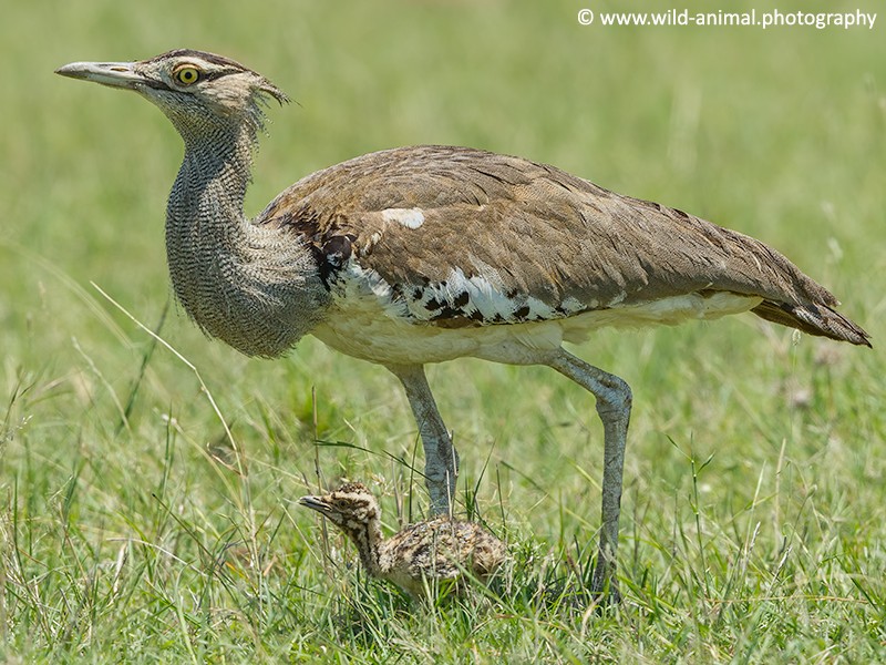 Kori Bustard