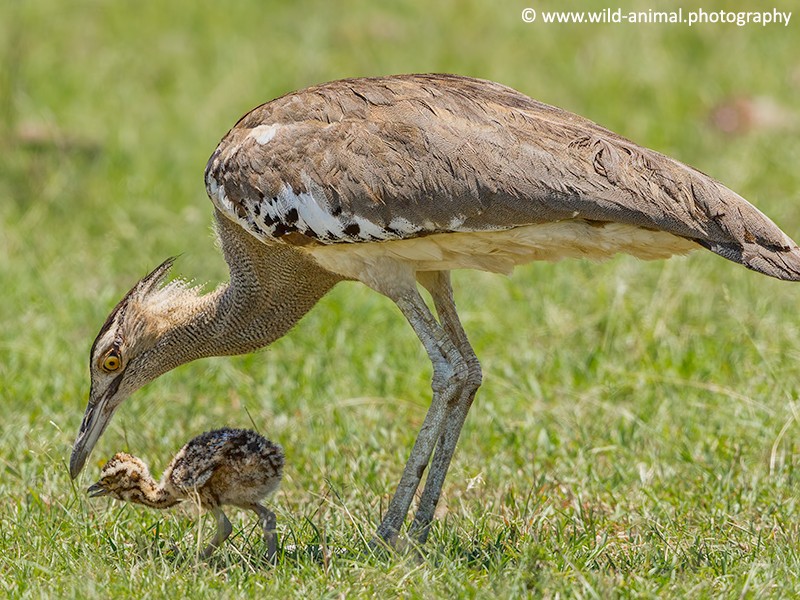 Kori Bustard