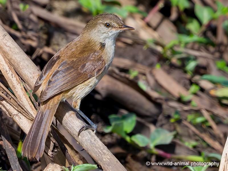 Lesser Swamp Warbler