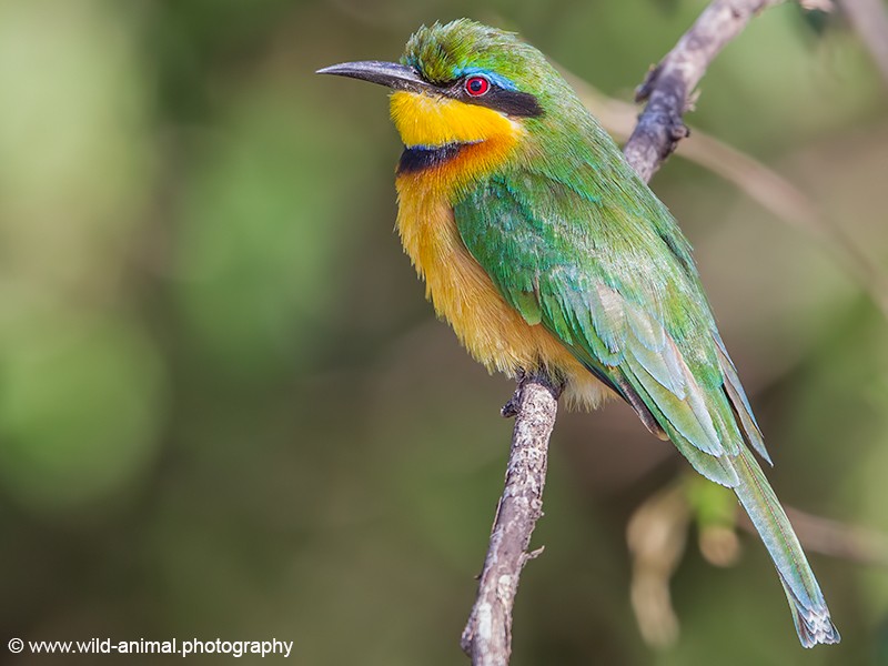 Little Bee-eater